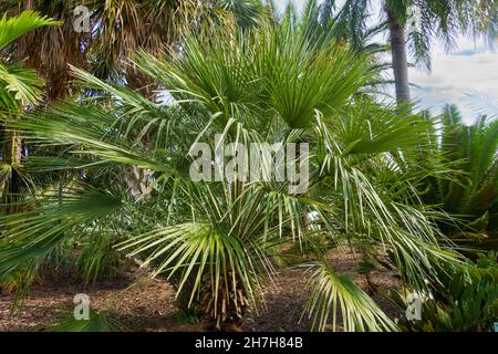 Europäische Fächerpalme, auch bekannt als mediterrane Zwergpalme (Chamaerops humilis) - Florida, USA Stockfoto