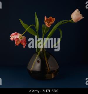 Stillleben von drei rosa und orange Tulpen in einer recycelten Glasvase sanft beleuchtet auf einem dunklen Hintergrund Stockfoto