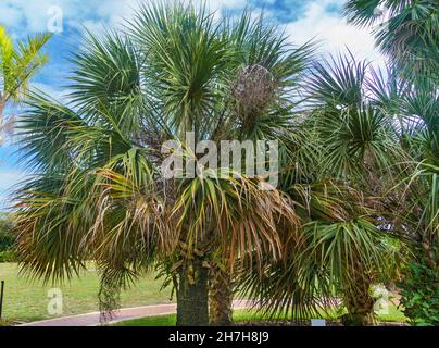 Bermuda palmetto alias bibby-Tree (Sabal bermudana) - Florida, USA Stockfoto