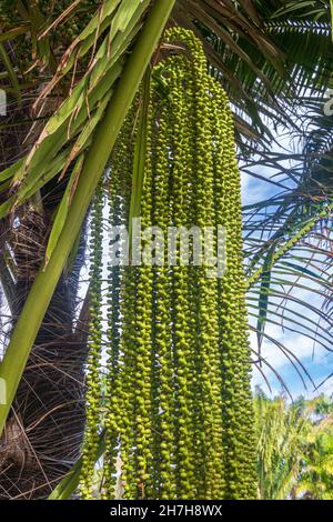 Frucht einer Zuckerpalme alias areng Palme (Arenga pinnata) - Florida, USA Stockfoto