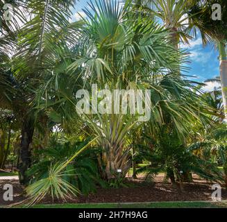 Talipot-Palme (Corypha umbraculifera), aus Indien und Sri Lanka - Florida, USA Stockfoto