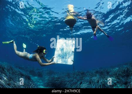 FRANKREICH. VAR (83) PORT CROS MARINE RESERVE Stockfoto