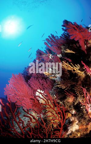 FRANKREICH. VAR (83) PORT CROS MARINE RESERVE. ROTE GORGONES Stockfoto