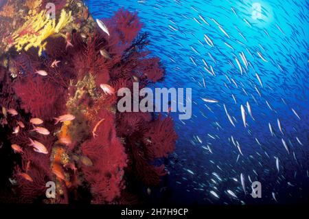 FRANKREICH. VAR (83) PORT CROS MARINE RESERVE. ROTE GORGONES Stockfoto