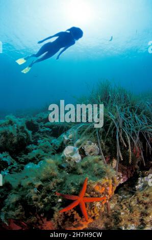 FRANKREICH. VAR (83) PORT CROS MARINE RESERVE. ROTER SEESTERN UND POSIDONIA-FREITAUCHER Stockfoto