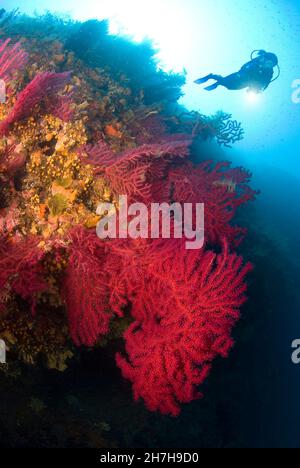 FRANKREICH. VAR (83) PORT CROS MARINE RESERVE. ROTE GORGONES Stockfoto