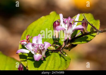 Tricyrtis hirta 'Tojen' eine im Sommer herbstliche, blühende Pflanze mit einer lilafarbenen Sommerblume, die allgemein als Krötenlilie oder Japanische Orchideenlilie bekannt ist Stockfoto