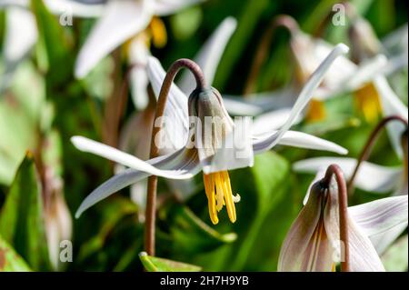 Erythronium Albidum eine im Frühling blühende Sommerpflanze mit einer weißen Frühlingsblume, die allgemein als Hundszahnviolett, Fawnlilie oder Forellenlilie, Bestand bekannt ist Stockfoto