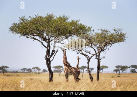 Zwei Maasai-Giraffen, männlich und weiblich, grasen von einem Akazienbaum in der Masai Mara, Kenia. Stockfoto