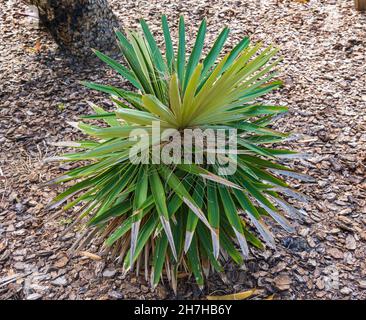 Borhidis Guanopalme (Coccothrinax borhidiana), endemisch in Matanzas, Kuba - Florida, USA Stockfoto