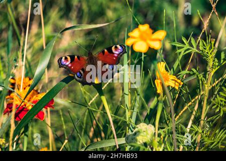 Farbenfroher Pfauenschmetterling, der auf einer gelben Blüte auf einer Blumenwiese sitzt Stockfoto