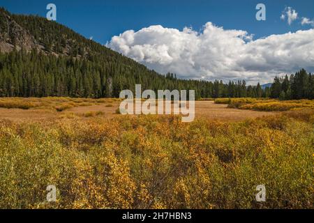 Herbstfärbung Weidensträucher in nasser Wiese, Glade Creek Valley, grasige Lake Road, John D. Rockefeller Memorial Parkway Protected Area, Wyoming, USA Stockfoto