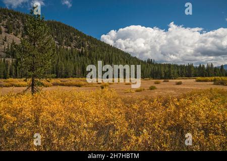 Herbstfärbung Weidensträucher in nasser Wiese, Glade Creek Valley, grasige Lake Road, John D. Rockefeller Memorial Parkway Protected Area, Wyoming, USA Stockfoto