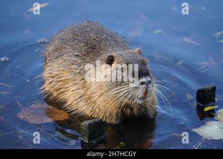 Wilder Coypu (Myokastor coypus) oder Nutria ist ein großer, pflanzenfressender, semiaquatischer Nager. Klassifiziert als Mitglied der Familie der Myokastoridae. Stockfoto