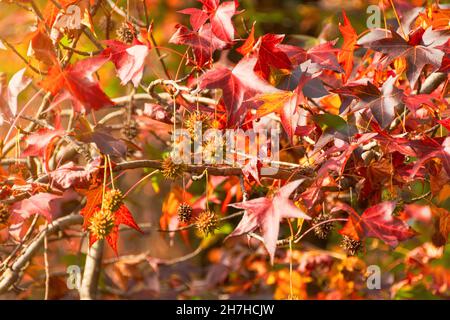 Herbstfarbe und rote Krone liquidambar Baum Stockfoto