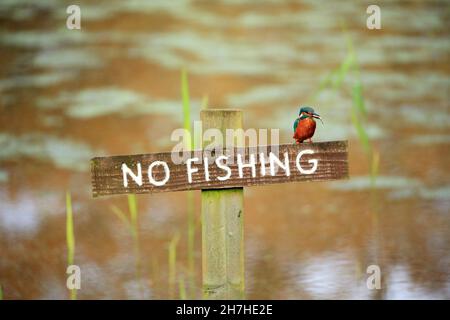 Kingfisher (Alcedo atthis) hält einen Fisch, während er auf einem No Fishing-Schild in Shropshire, England, Großbritannien, thront. Stockfoto