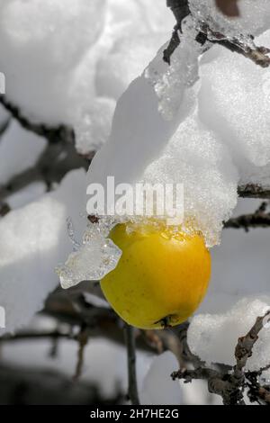 Schneebedeckter Apfel, Stockfoto