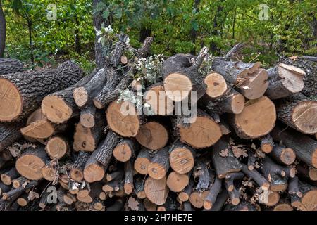 Gefällte junge Eichen, Bulgarien, Europa, Stockfoto