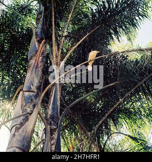 Lachende Kookaburra, lachender Jackass oder Rieseneisvögel, Dacelo novaeguineae, Queensland Australien. Stockfoto