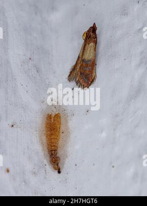 Indische Mahlzeit für Erwachsene Motte der Art Plodia interpunctella aus dem Kokon Stockfoto