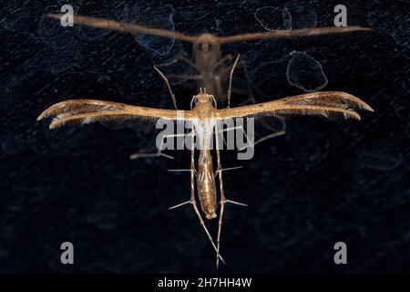 Erwachsene Plume Moth der Familie Pterophoridae Stockfoto