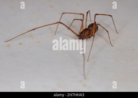 Erwachsene männliche braune Spittspinne der Gattung Sccytodes Stockfoto