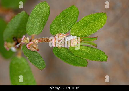 Mealybug der Familie Pseudococcidae auf einem Ast der Pflanze Rote Lauge der Art Euphorbia thymifolia Stockfoto