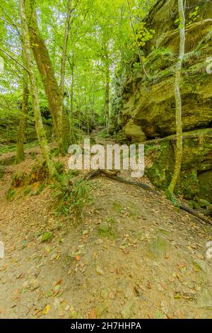 Bäume auf einem Hügel neben moosigen Sandsteinfelsen, mit Bäumen mit grünem Laub im Hintergrund, Sommertag auf dem Müllerthal Trail, Luxemburg Stockfoto