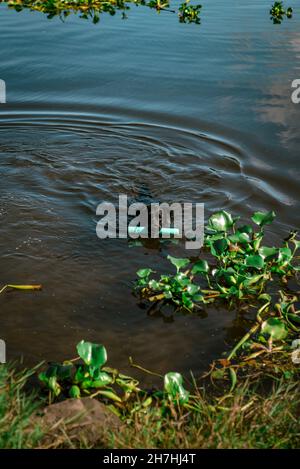 Entzückender schwarzer Labrador, der in einem See mit einem Spielzeug im Mund schwimmend ist Stockfoto