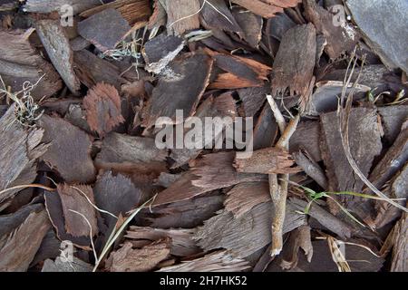 Kleine Stücke von Baumrinde liegen auf dem Boden. Textur, Tapete. Draufsicht, horizontal Stockfoto