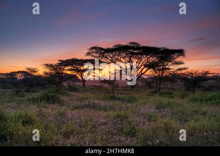 Gruppe von Akazienbäumen bei Sonnenuntergang in Ndutu im Ngorongoro National Conservation Area, Tansania Stockfoto