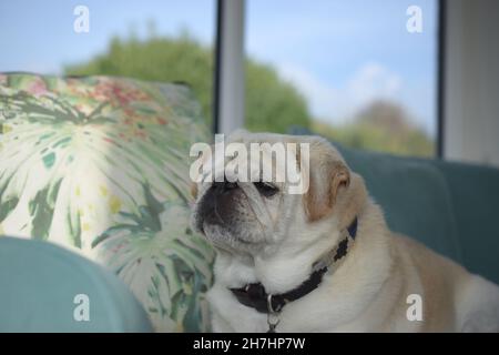 Mops-Hund mit ernsthafteren Gesicht zu Hause am Fenster. Stockfoto