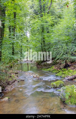 Kristallklares kalkhaltiges Wasser, das zwischen Bäumen und grüner Wildvegetation im Hintergrund im Black Ernz River über die Steine fließt, Mullerthal T Stockfoto