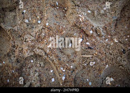 Hundefußabdruck im Sand an einem Strand zwischen Schuhdrucken und zerkleinerten ausgewaschenen Muscheln und Holzstücken aus der Nähe von oben Stockfoto