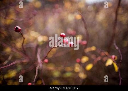 Wilde Briarrose in der HerbstNahaufnahme, reife Hunderose Früchte schöne Natur am sonnigen Herbsttag, bunte Szene Schönheit Stockfoto