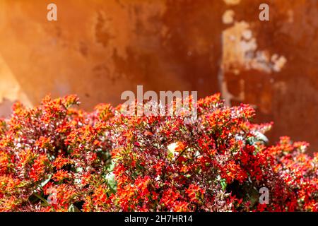 Blick auf tropische Blumen auf Steinhintergrund. Stockfoto