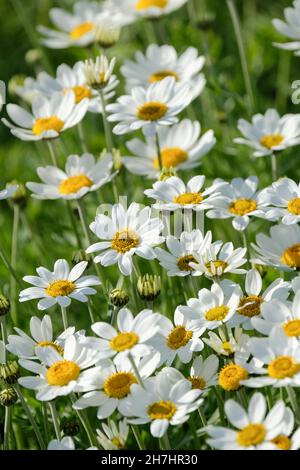 Anthemis punctata Unterart cupaniana, auch sizilianische Kamille genannt Stockfoto