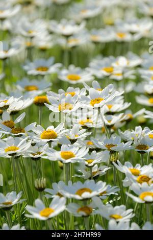 Anthemis punctata Unterart cupaniana, auch sizilianische Kamille genannt Stockfoto