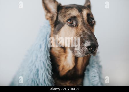 Ein deutscher Schäferhund, bedeckt mit einer Decke Stockfoto