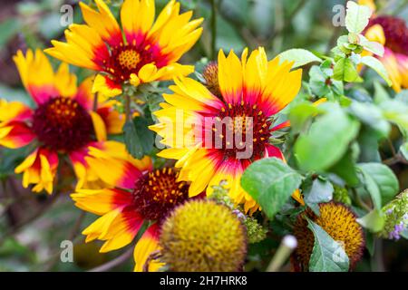 Im Sommer blühen im Garten frische, leuchtend orange und gelbe Gailardia pulchella (Feuerrad) auf grünem Laubhintergrund. Stockfoto