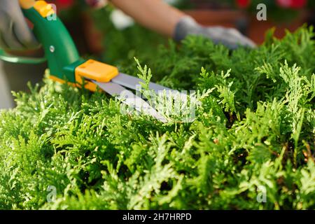 Nahaufnahme einer Frau in Schutzhandschuhen mit Gartenschere zum Schneiden von überwucherten Büschen im Freien. Konzept von Menschen, Gartenarbeit und Saisonarbeit. Stockfoto