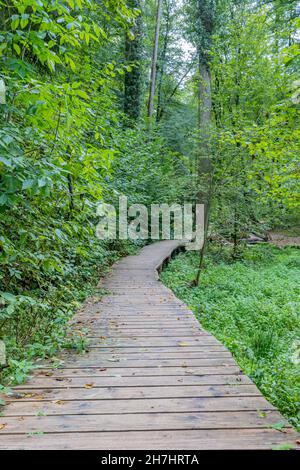 Mullerthal Trail, Holzweg zwischen üppigen Bäumen und grüner wilder Vegetation zu einer Brücke im Hintergrund, ruhiger Tag zum Wandern in Luxemburg Stockfoto