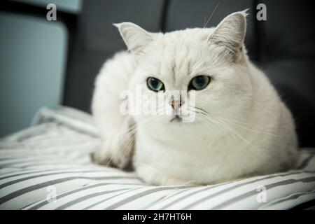 Erwachsene Katze Pedigree Scottish Chinchilla geraden Ohren Stockfoto