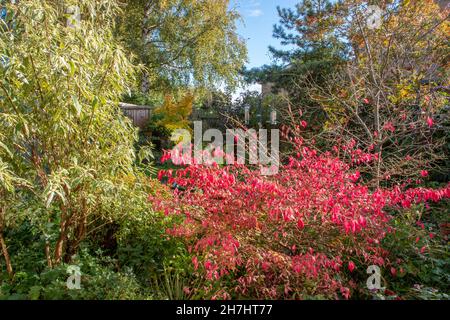 Herbstfarbe in unserem Garten in Pocklington Stockfoto