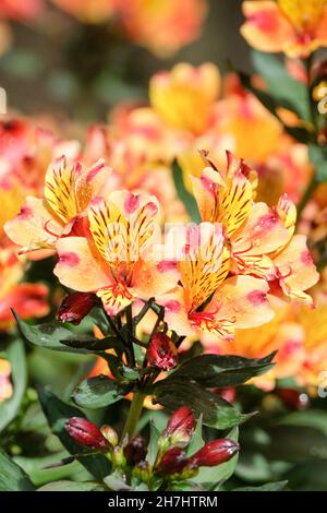 Alstroemeria Indian Summer entspricht 'Tesronto' (PBR) (Summer Paradise Series). Peruanische Lilie Indian Sommer. Verbrannte orange/gelbe Blüten Stockfoto