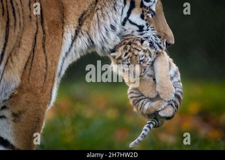 Amur Tiger Mutter trägt junges Junge Stockfoto