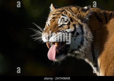 Antwort des männlichen Amur-Tigers Stockfoto