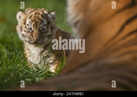 Amur Tiger Junge schaut Mama an Stockfoto