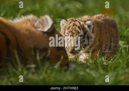 Amur Tiger Mutter spielt mit jungen Jungen Stockfoto