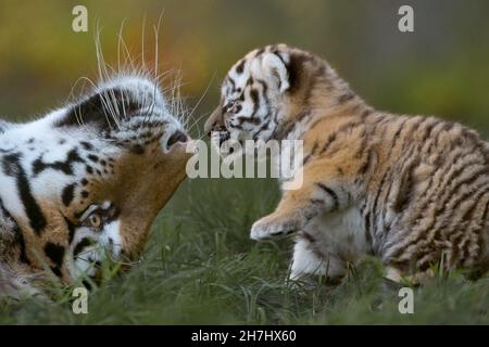 Amur Tiger Mutter spielt mit jungen Jungen Stockfoto